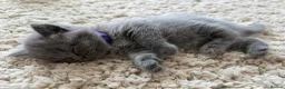 British Shorthair cats for sale: 🐾 British Short Hair Kittens 🐾 - Advert 10