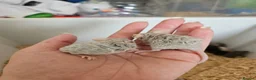 Mouse rodents for sale: Fancy mice  - Advert 2