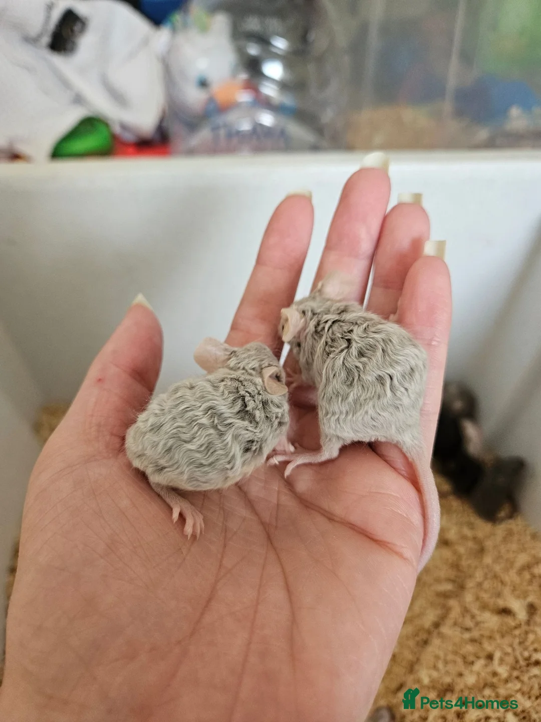 Mouse rodents for sale: Fancy mice  - Advert 2