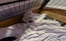 West Highland Terrier dogs for sale: Stunning Hand-Reared Westies – 4 Beautiful Boys - Image 12