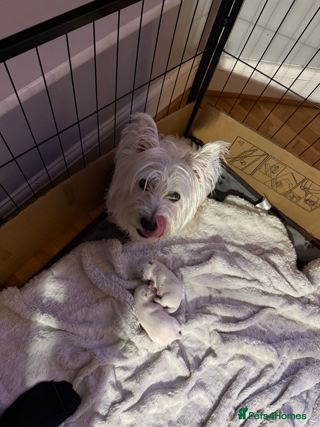 West Highland Terrier dogs for sale: Stunning Hand-Reared Westies – 4 Beautiful Boys - Image 12