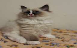 Ragdoll cats for sale: 💙🐾Tica full Pedigree🐾EU Ragdoll 🐱🐾DNA Clear - Image 19