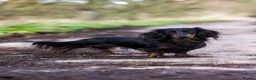 Miniature Dachshund dogs for sale: Super potential fantastic dachshund  in Ormskirk - Advert 7