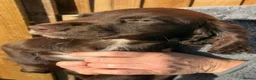 Sprocker dogs for sale: Beautiful boy sprocker spaniels  in Maidstone - Advert 12