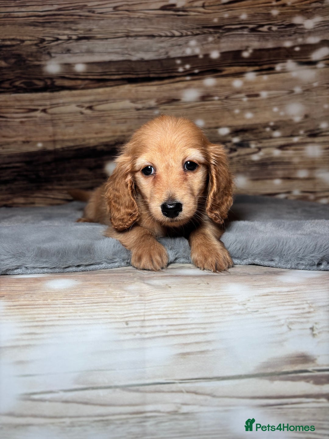 Miniature Dachshund dogs for sale: miniature long coat dachshunds - Advert 22