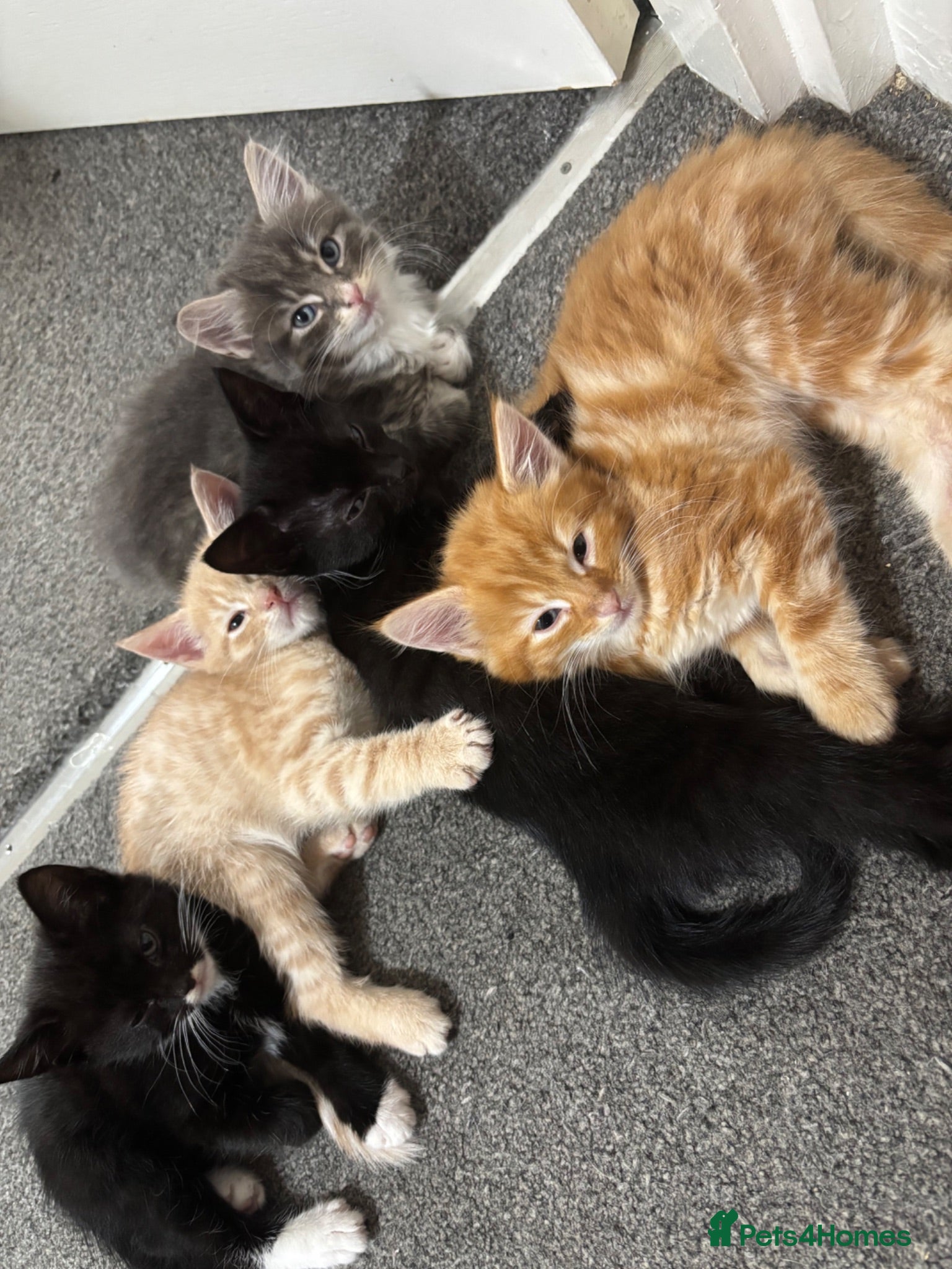 Mixed Breed cats ‼️READY NOW‼️ - Advert 1