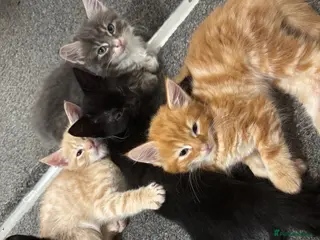 Mixed Breed cats ‼️READY NOW‼️ - Advert 1