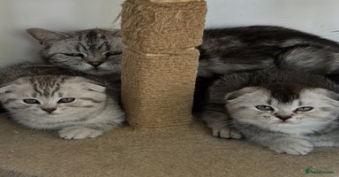 Scottish Fold cats - Advert 9