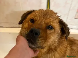 Chow Chow dogs Princess - Norwich Norfolk - Advert 1