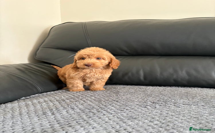Cockapoo dogs - Advert 6