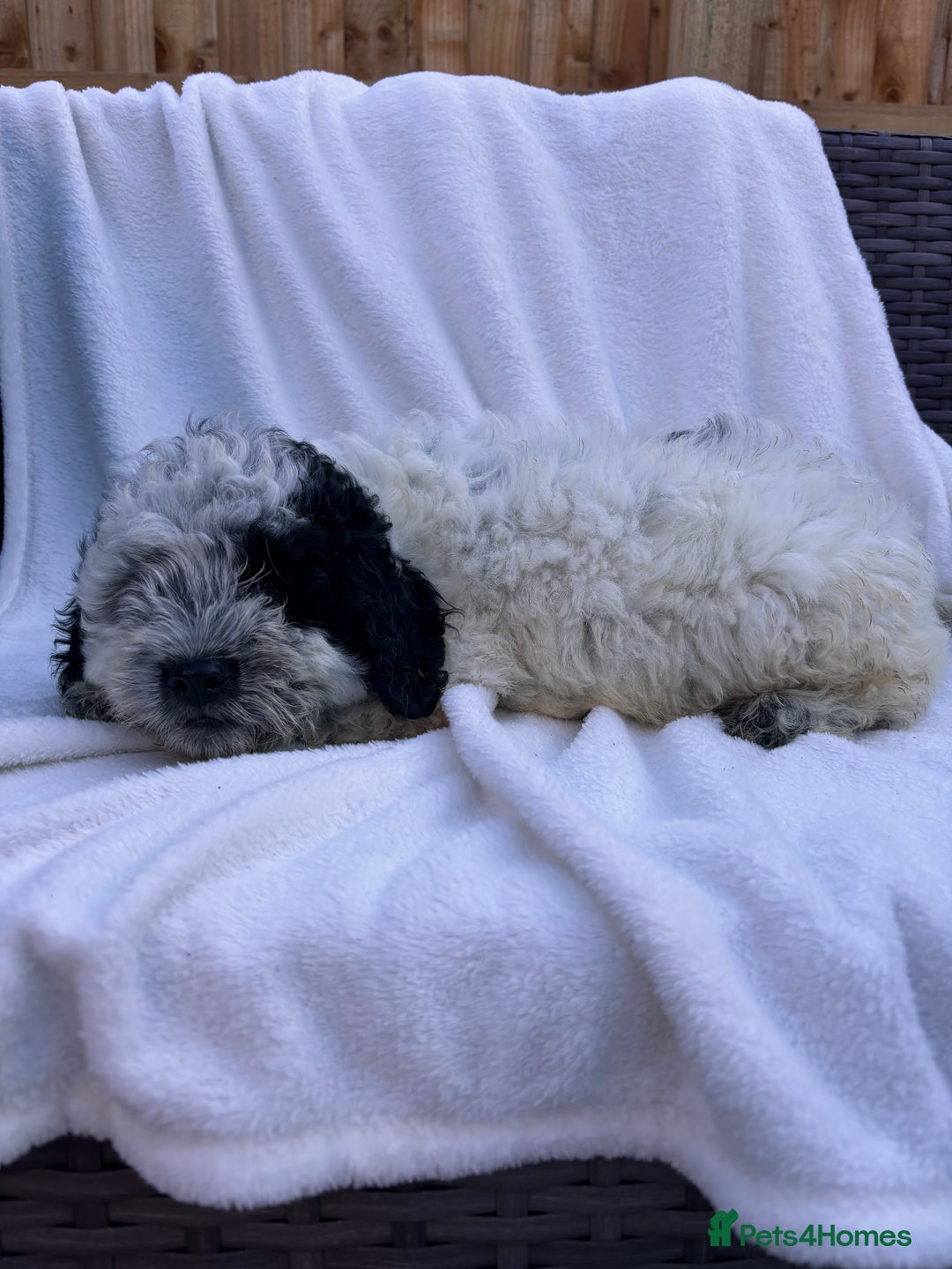 Cockapoo dogs for sale: F1 toy cockapoo puppies - Image 6