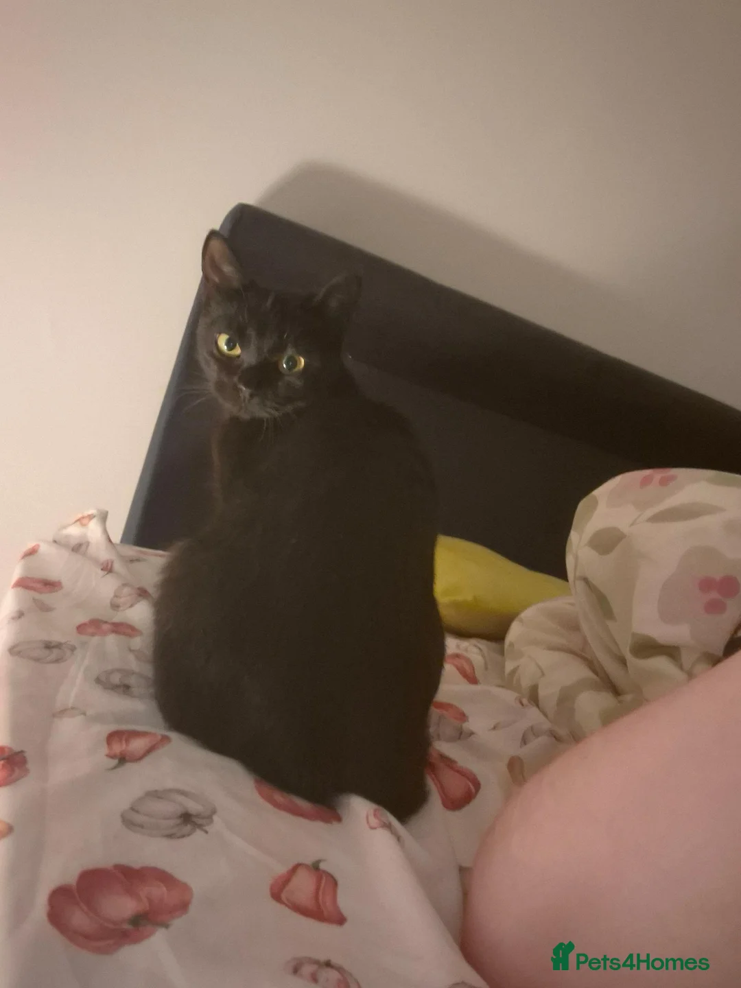 Mixed Breed cats for sale: Trixie 1 year old Female Cat Ready to leave now. in Manchester - Advert 2