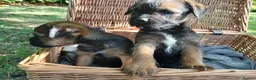 Border Terrier dogs for sale: Border terrier puppies  in Maidstone - Advert 6