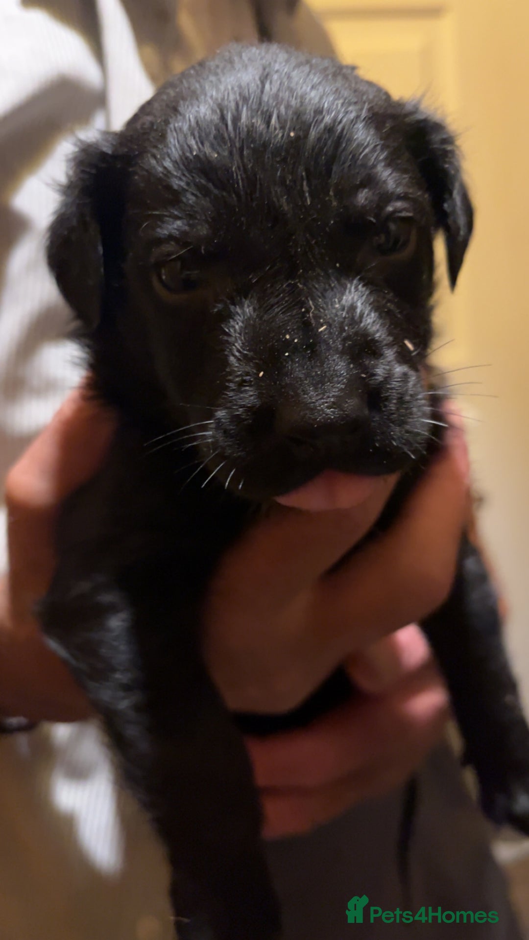 Mixed Breed dogs for sale: 8 puppies available rottweiler x border collie - Image 7