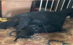 Cocker Spaniel dogs for sale: cocker spaniel pups ready for reserve - Image 2