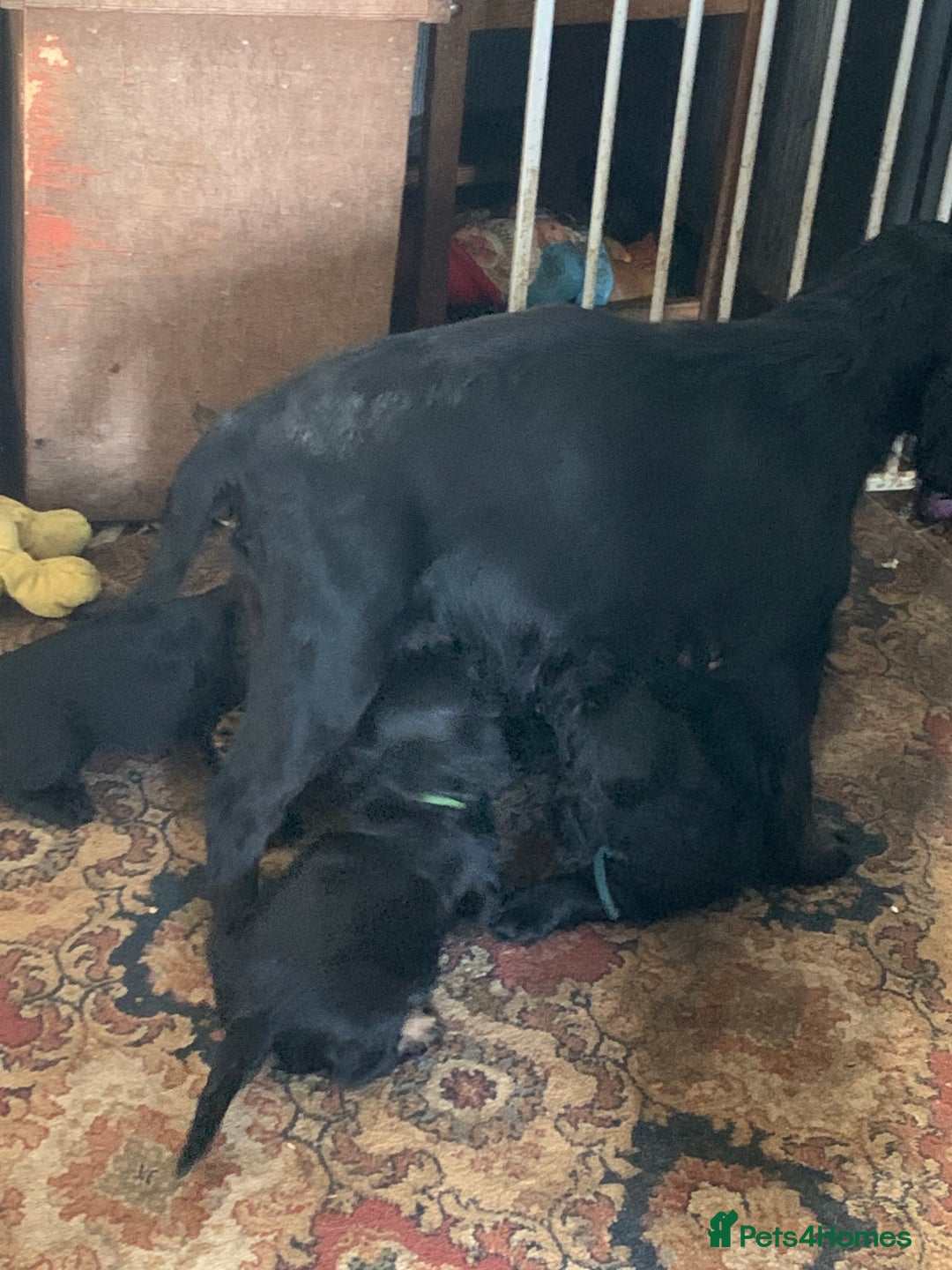Cocker Spaniel dogs for sale: cocker spaniel pups ready for reserve - Image 2