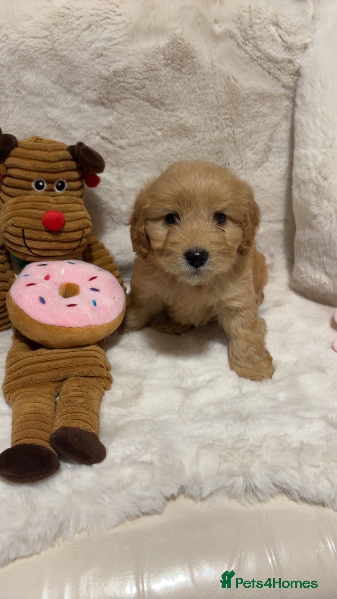 Cockapoo dogs for sale: Golden F1 cockpoo puppies  - Advert 6