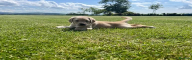 Labrador Retriever Puppy 5