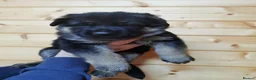 German Shepherd dogs for sale: Last Female Available Due To Cancellation KC Reg - Advert 11