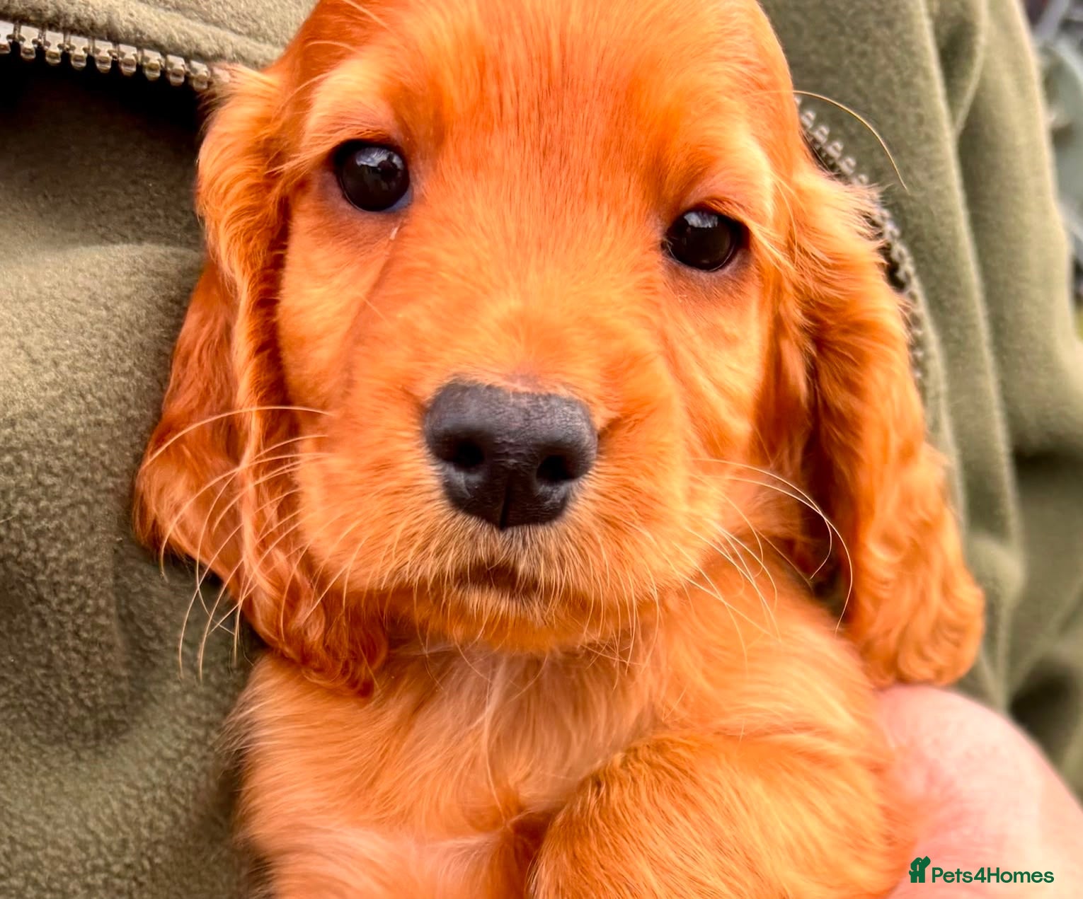 Cocker Spaniel dogs Male cocker spaniel puppy - Advert 11