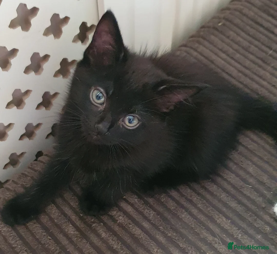 Mixed Breed cats for sale: Adorable kittens  - Advert 2