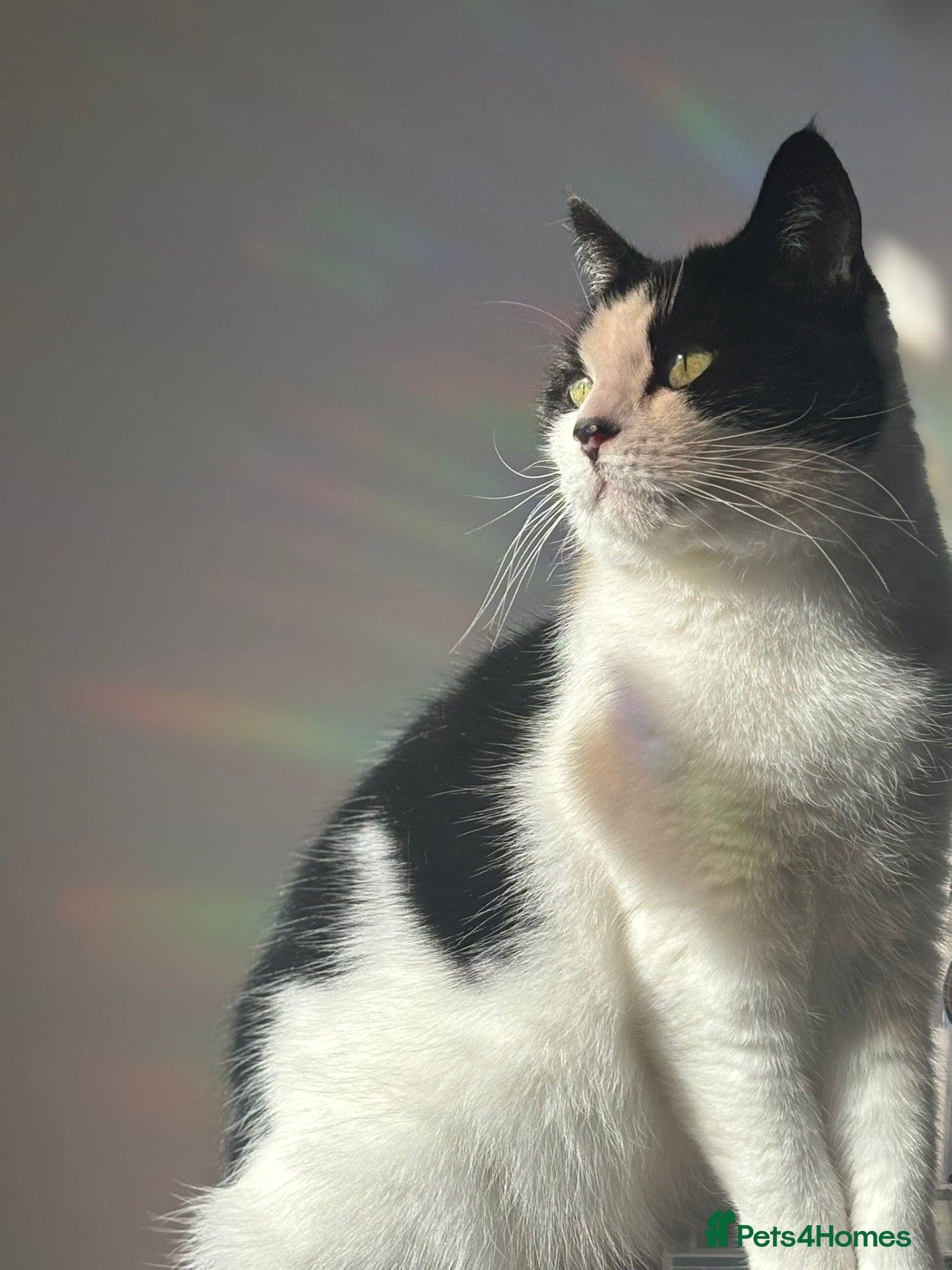 Domestic Shorthair cats Black and white Female short hair  - Advert 1
