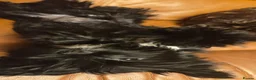 Yorkshire Terrier dogs for sale: Black Yorkie - Advert 3