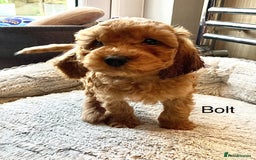 Cockapoo dogs for sale: F2B Red Cockapoos **BOTH PARENTS DNA CLEAR** - Image 5