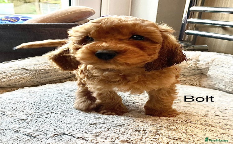 Cockapoo dogs - Advert 1