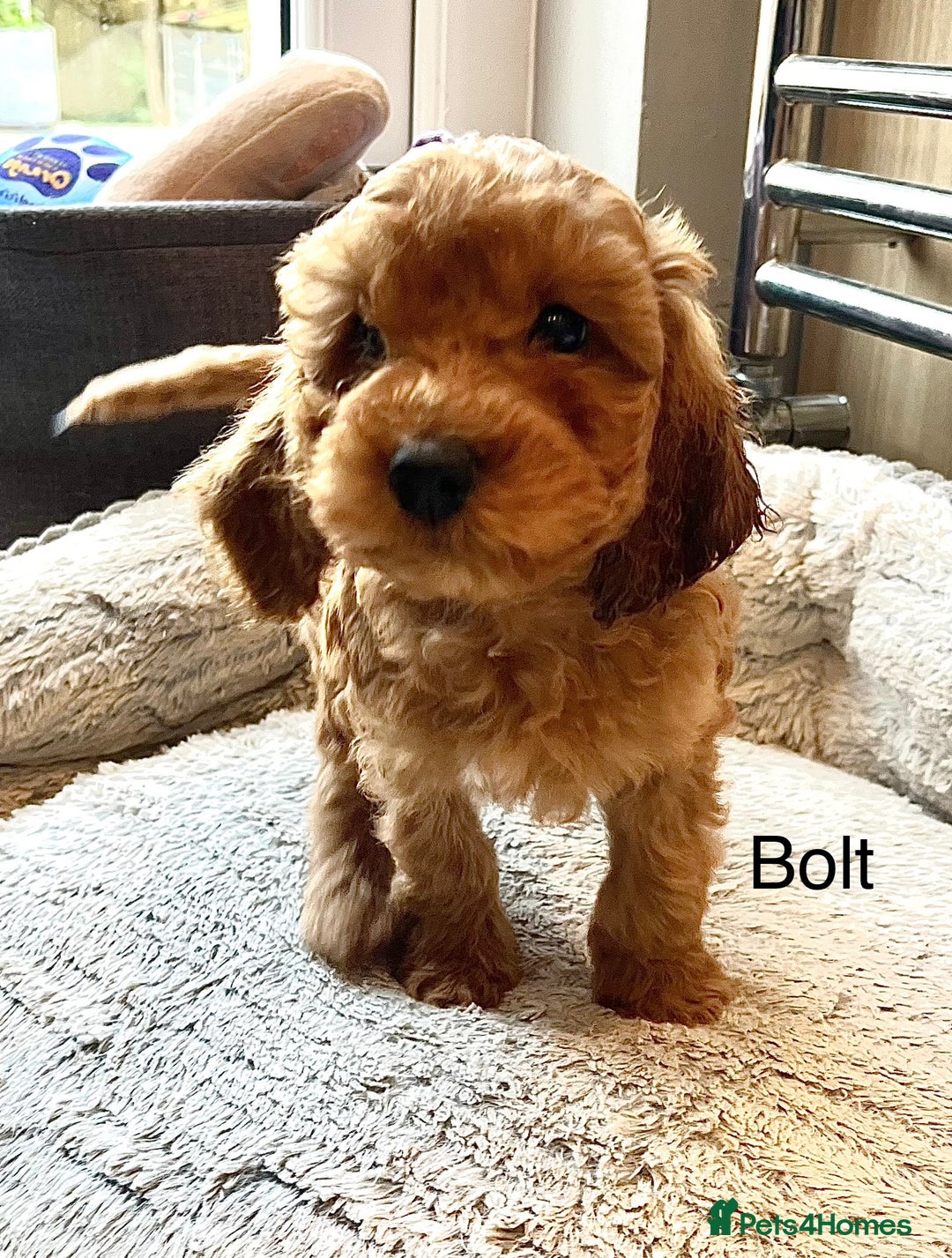 Cockapoo dogs for sale: F2B Red Cockapoos **BOTH PARENTS DNA CLEAR** - Image 5