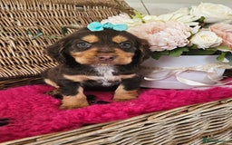 Cocker Spaniel dogs for sale: Ready this Thursday vet checked  - Image 17