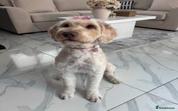 Cockapoo dogs for sale: 5 year old cockapoo girl  - Image 8