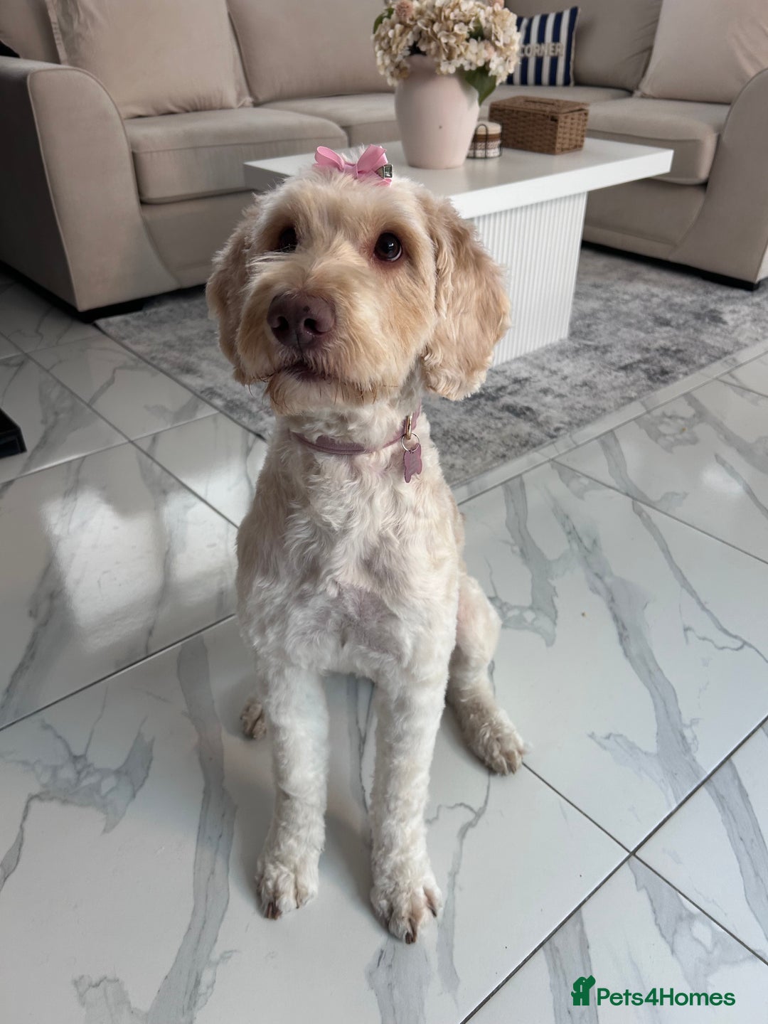 Cockapoo dogs for sale: 5 year old cockapoo girl  - Image 8
