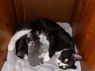 Mixed Breed cats Little maple - Advert 1