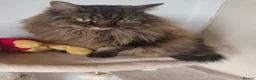 Norwegian Forest Cat cats for sale: Our sweet Norwegian forest cat boy  - Advert 5
