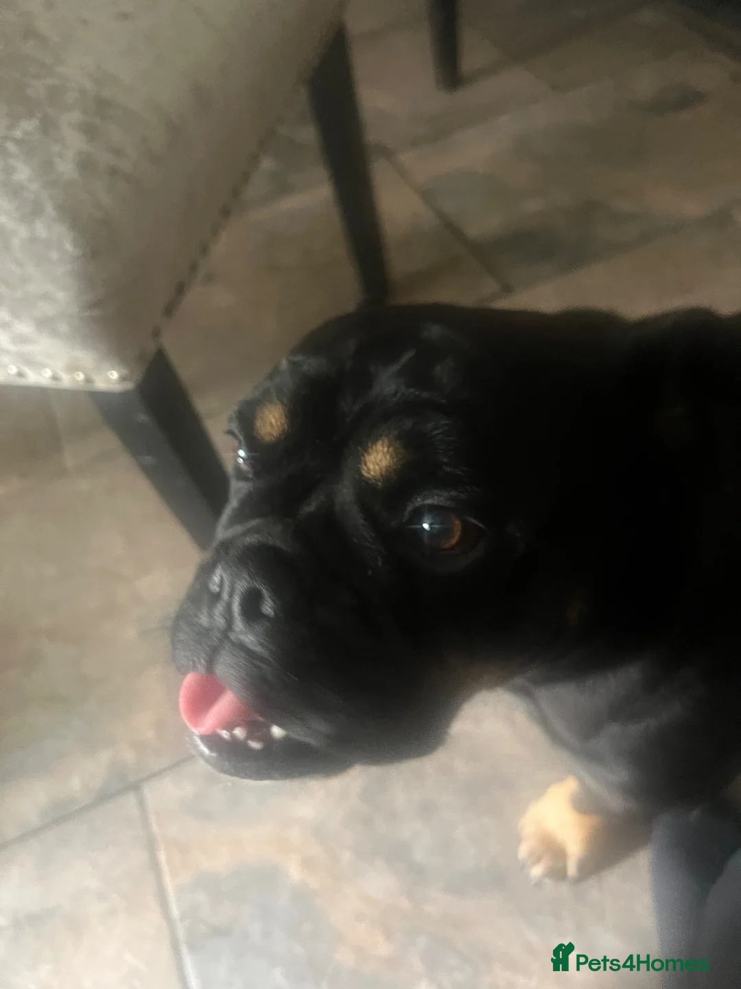 English Bulldog dogs for sale: English bulldog cute girl  in Liverpool - Advert 3