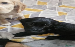 Cocker Spaniel dogs for sale: Cocker spaniel pups - Image 9
