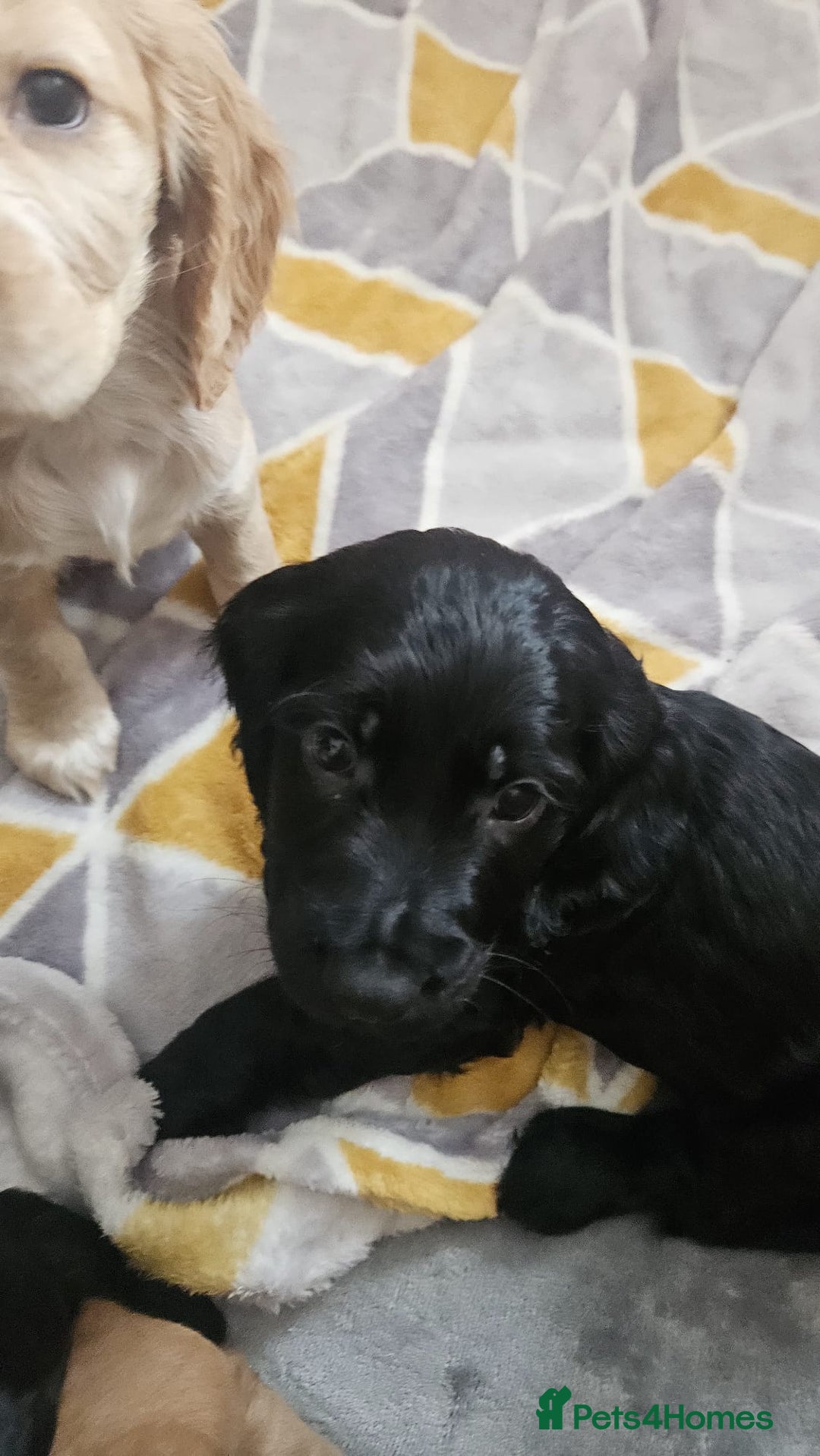 Cocker Spaniel dogs for sale: Cocker spaniel pups - Image 9