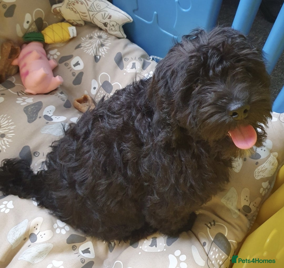 Cockapoo dogs for sale: Cockapoo looking for a new home - Image 4