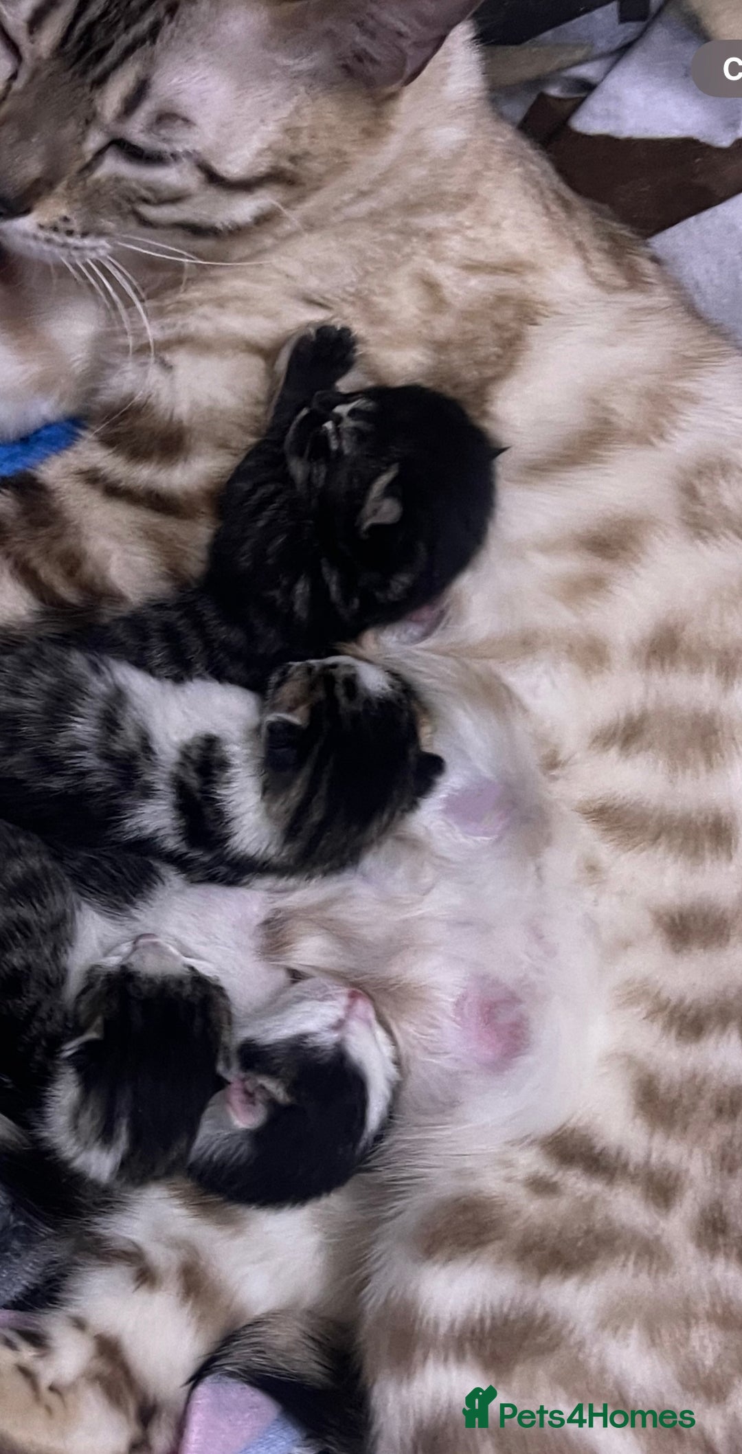 Bengal cats for sale: Stunning blue eye Bengal mix kittens  - Image 2