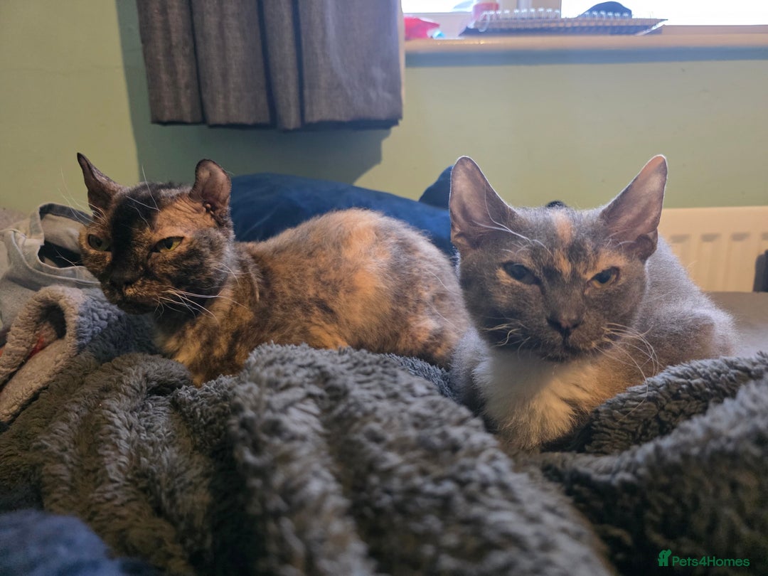 Mixed Breed cats for sale: Beautiful Female Kitten Looking for a Loving Home - Advert 10