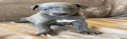 Whippet dogs for sale: ❤️ BEAUTIFUL BLUE WHIPPETS KC REGISTERED❤️ - Advert 21