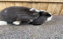 Mini Lop rabbits for sale: Mini lops  - Image 12