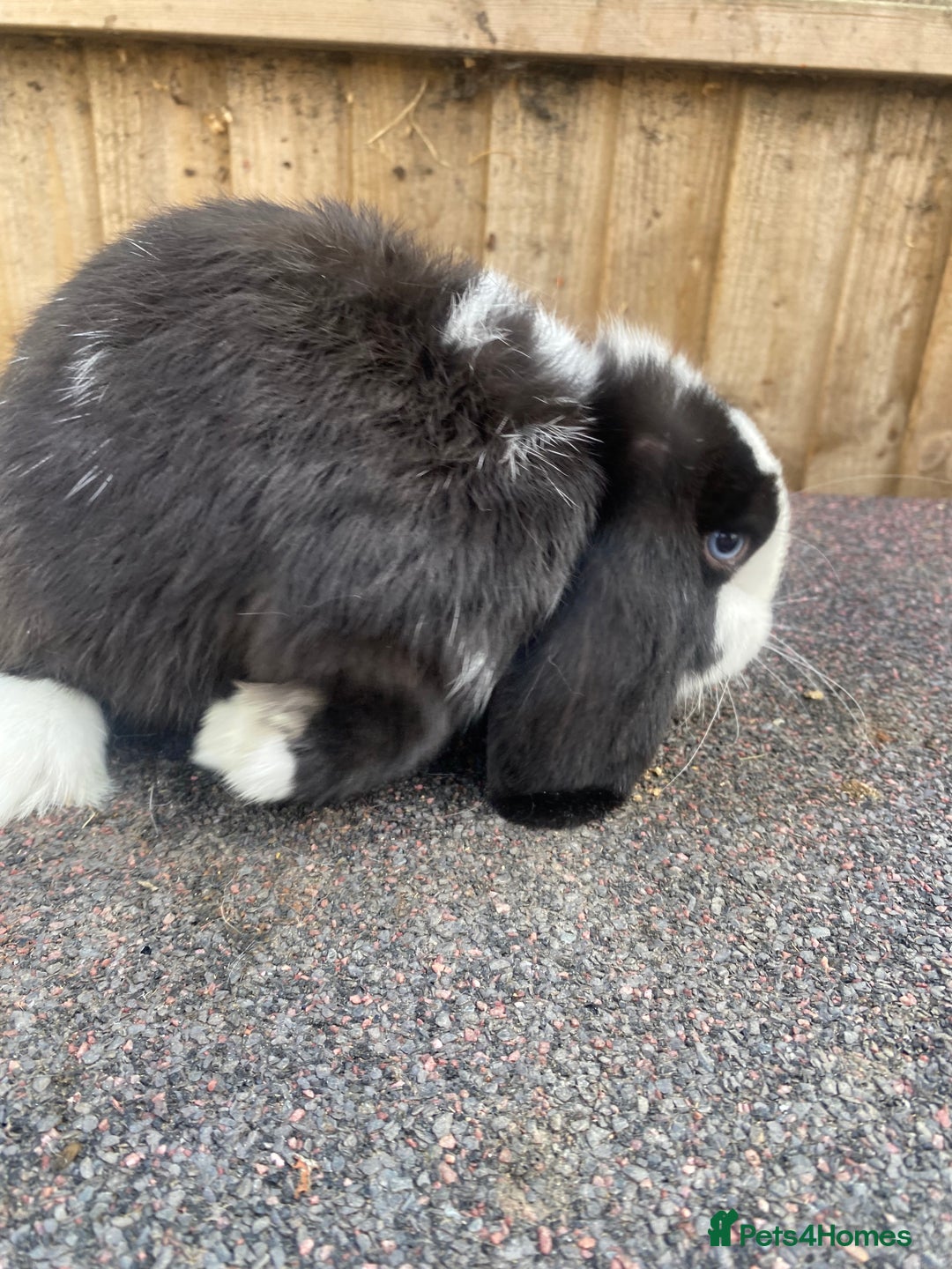 Mini Lop rabbits for sale: Mini lops  - Image 12