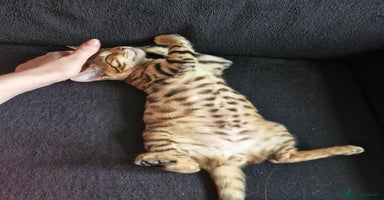 Bengal cats - Advert 3