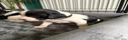 English Springer Spaniel dogs for sale: KC Registered English Springer Spaniel puppies - Advert 22