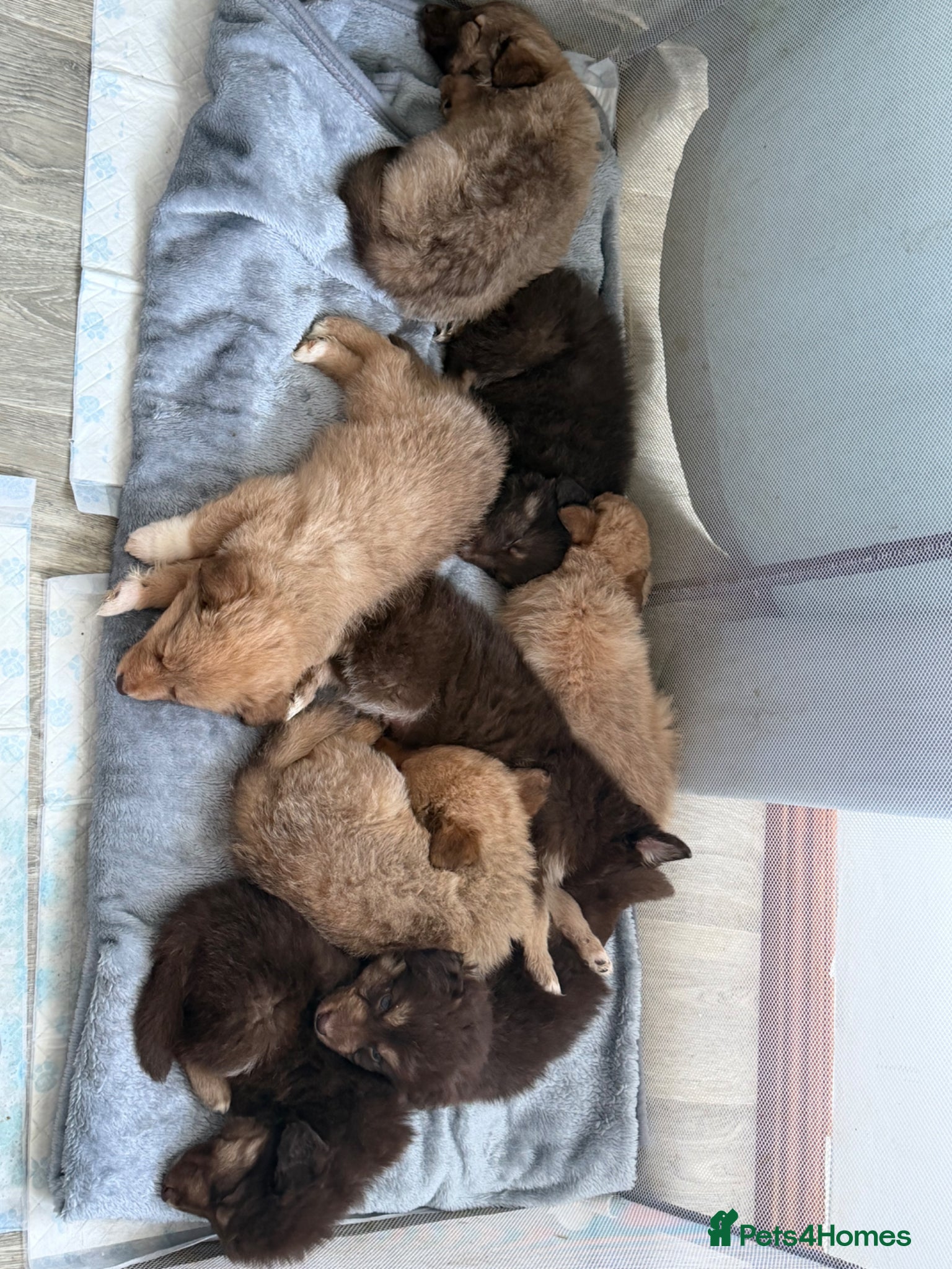 Mixed Breed dogs German shepherd x Border collie (Shollies) - Advert 4