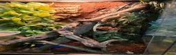 Gecko reptiles for sale: Gorgeous baby Crested Gecko and tank - Advert 5