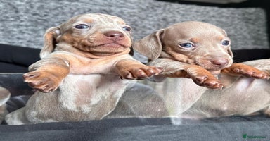 Miniature Dachshund dogs - Advert 5