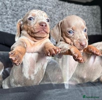 Miniature Dachshund dogs - Advert 5